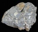 Sphenodiscus Ammonite Cluster- South Dakota #60233-2